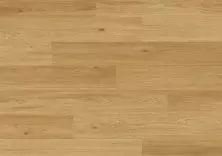 Дуб пустынный