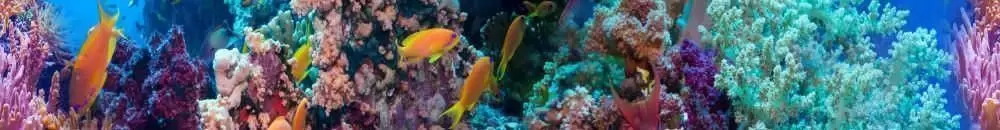 Бордюр настенный Cerrol Formula Coralino Listwa