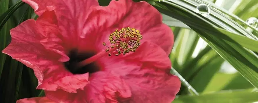 Декор настенный Cerrol Imperia Hibiskus Centro-1