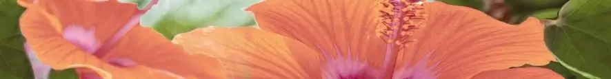 Бордюр настенный Cerrol Imperia Flora Listwa