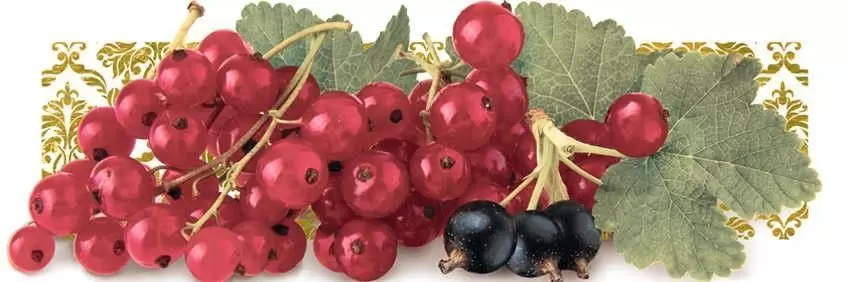 Декор настенный Monopole Tutti Frutti Ribes