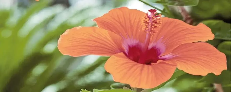 Декор настенный Cerrol Imperia Flora Centro