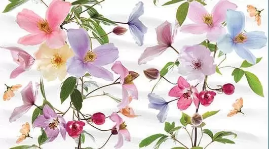 Панно настенное Ceradim Clematis Dec Panno B