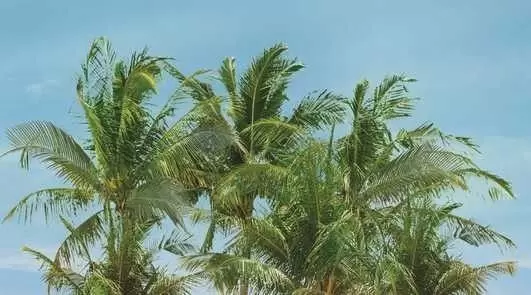 Панно настенное Ceradim Lagune Dec Palm Panno A