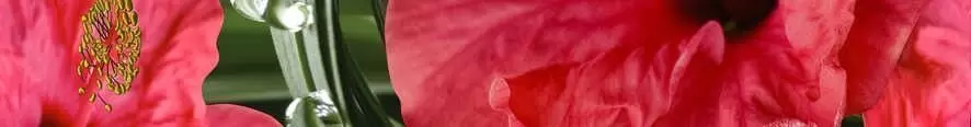 Бордюр настенный Cerrol Imperia Hibiskus Listwa