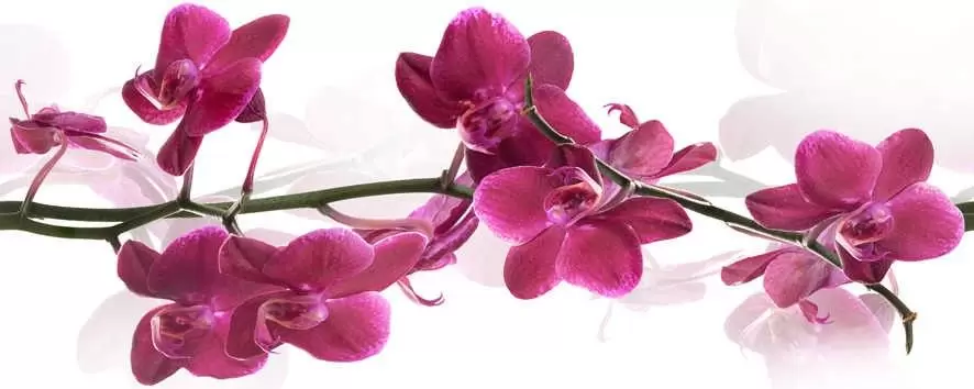 Декор настенный Cerrol Imperia Orchis Centro